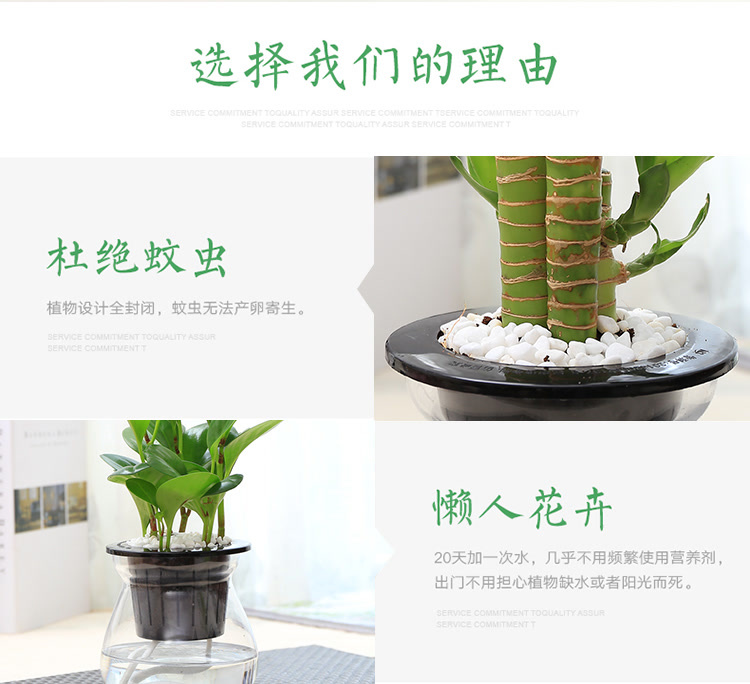 室内绿植推荐白掌 mall_58120b3a14d4552908bd2125_1x1.jpg